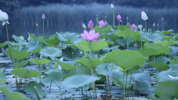 暴雨預(yù)警三縣齊發(fā)！雄安這場雨要下到什么時候？