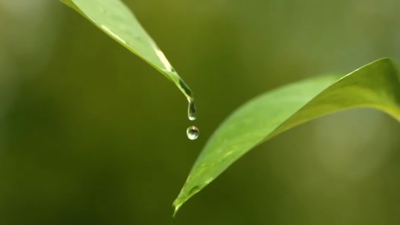 白露丨秋意濃，天涼莫忘添衣