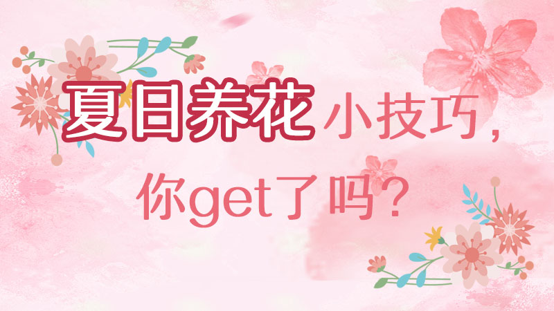 夏日養(yǎng)花小技巧，你get了嗎？