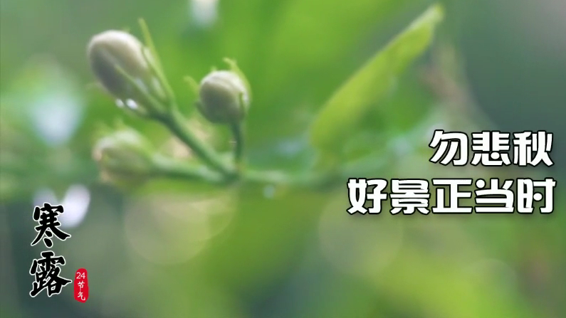 今日寒露｜勿悲秋，好景正當(dāng)時(shí)