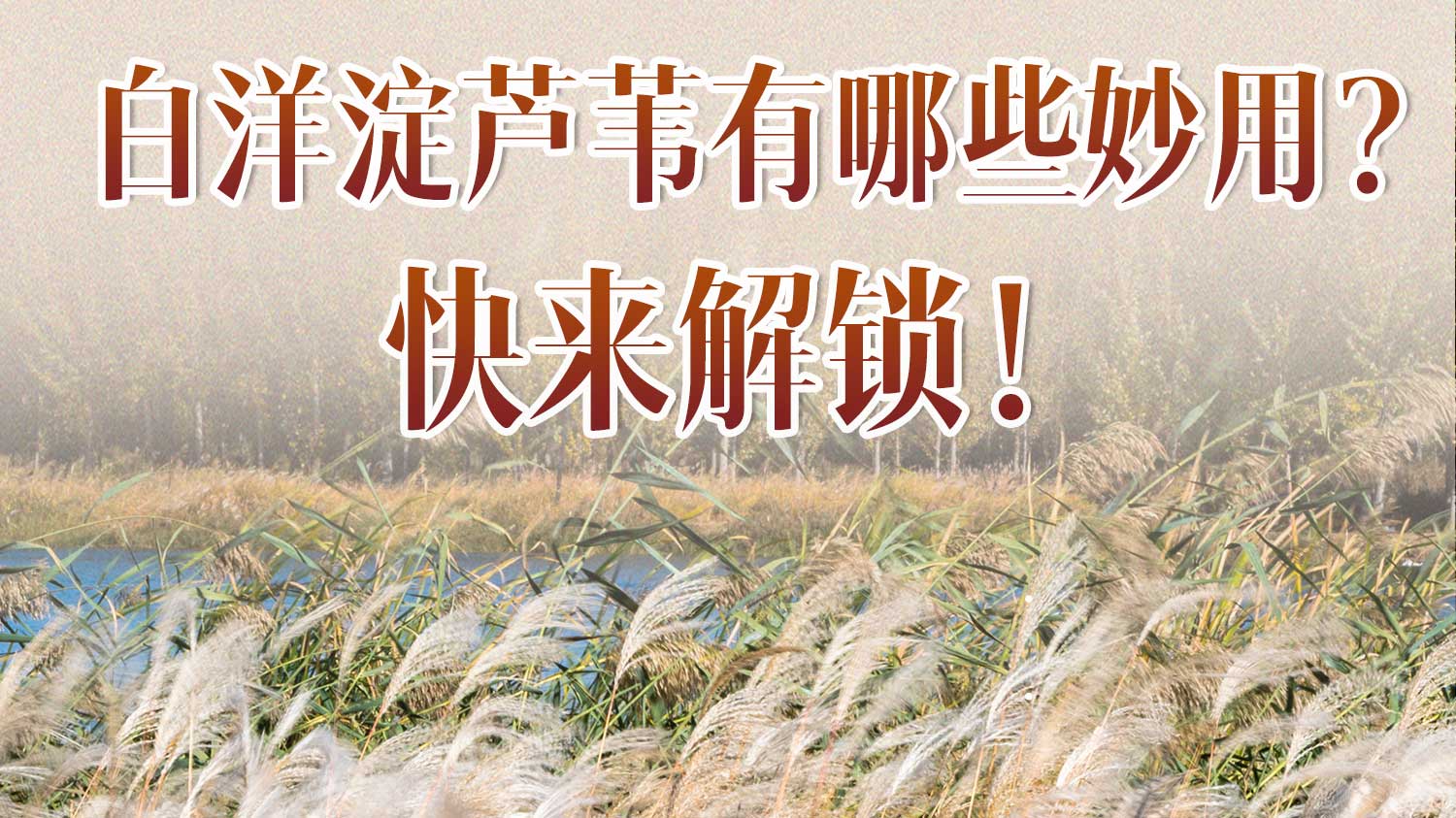 白洋淀蘆葦有哪些妙用？快來解鎖！